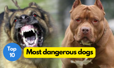 most dangerous dogs