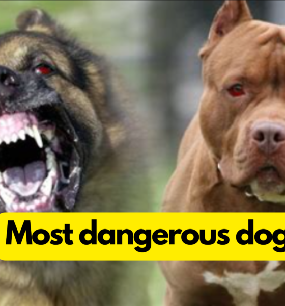 most dangerous dogs