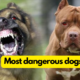 most dangerous dogs