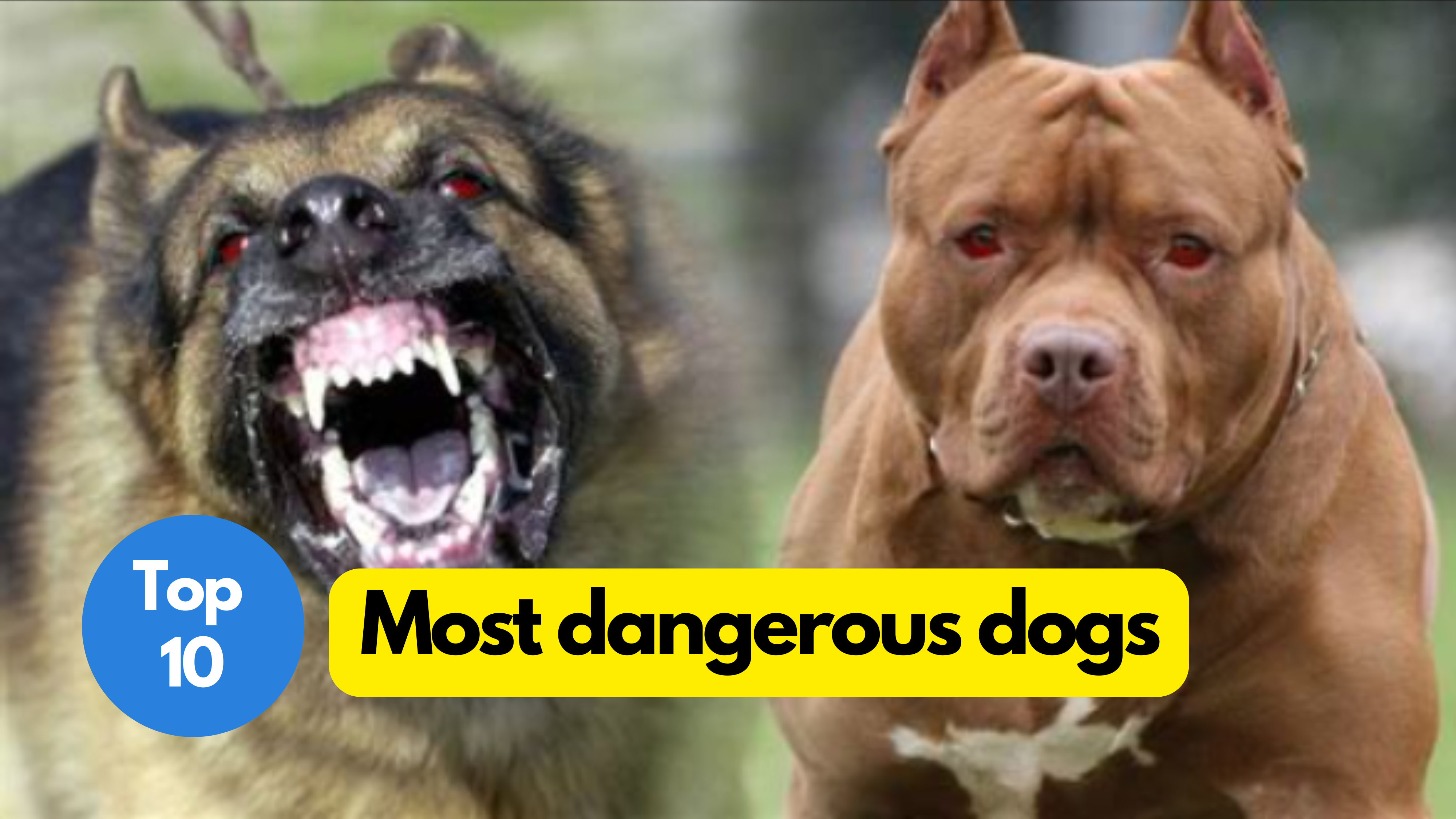 most dangerous dogs